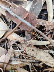 Leptomyrmex cnemidatus