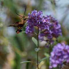 Hemaris thysbe