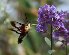 Hemaris thysbe