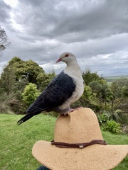 Columba leucomela