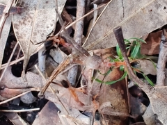 Leptomyrmex cnemidatus