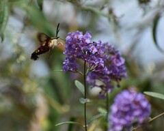 Hemaris thysbe