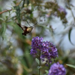Hemaris thysbe