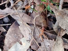 Leptomyrmex cnemidatus