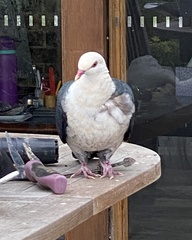 Columba leucomela