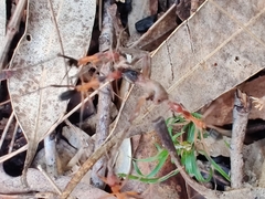 Leptomyrmex cnemidatus