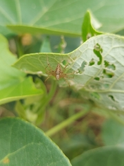 Oxyopes sertatus
