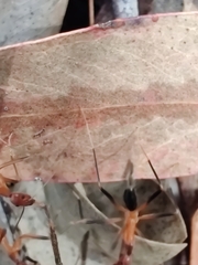 Leptomyrmex cnemidatus