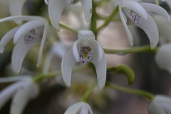 Dendrobium speciosum