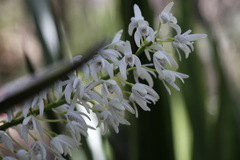 Dendrobium speciosum