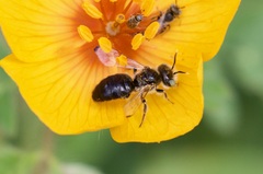 Calliopsis subalpina