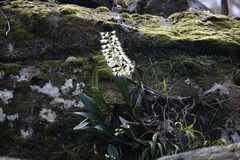 Dendrobium speciosum