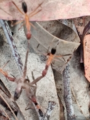 Leptomyrmex cnemidatus
