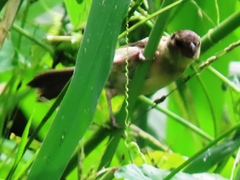 Sporophila