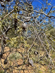 Hakea leucoptera leucoptera