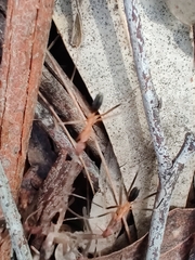 Leptomyrmex cnemidatus