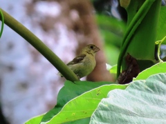 Sporophila morelleti