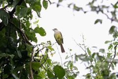 Myiarchus tyrannulus