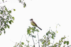 Myiarchus tyrannulus