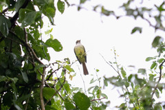 Myiarchus tyrannulus