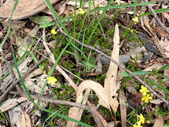 Hibbertia exutiacies