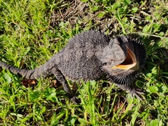 Pogona barbata