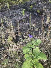 Stachytarpheta urticifolia
