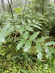 Sorbus scopulina