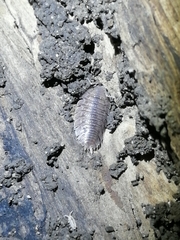 Porcellio dilatatus