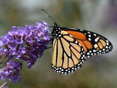 Danaus plexippus