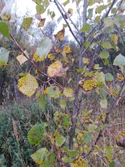 Betula pubescens