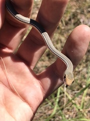 Masticophis bilineatus