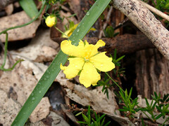 Hibbertia exutiacies