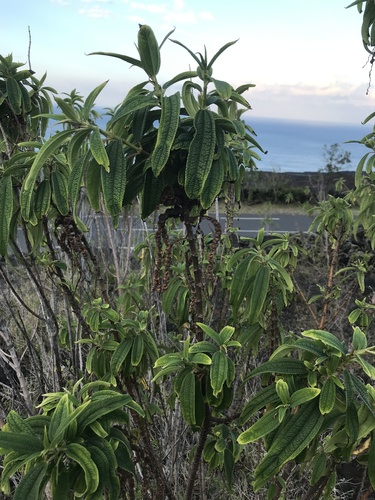 Boehmeria penduliflora (Boehmeria penduliflora)