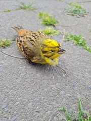 Emberiza citrinella caliginosa