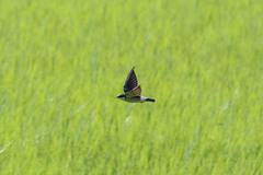 Tachycineta albilinea