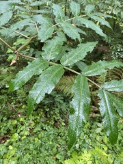 Sorbus scopulina