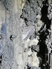 Porcellio dilatatus