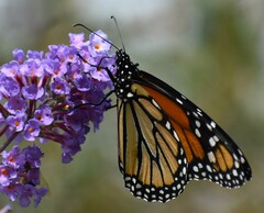 Danaus plexippus
