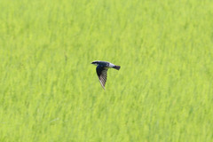 Tachycineta albilinea