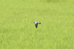 Tachycineta albilinea