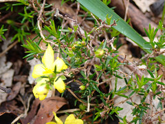 Hibbertia exutiacies