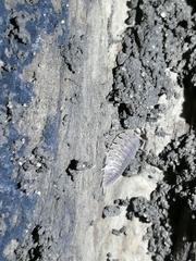 Porcellio dilatatus