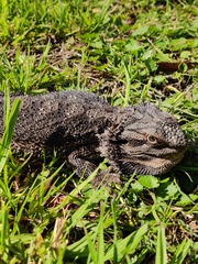 Pogona barbata