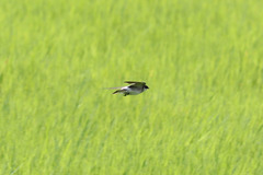 Tachycineta albilinea