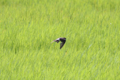 Tachycineta albilinea