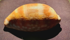 Macrocypraea cervinetta