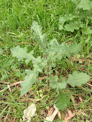 Senecio picridioides