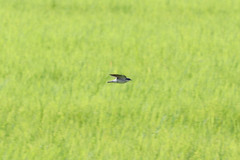 Tachycineta albilinea