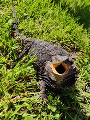 Pogona barbata
